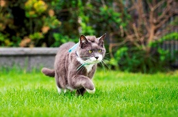 cat with cat tracker walking in grass