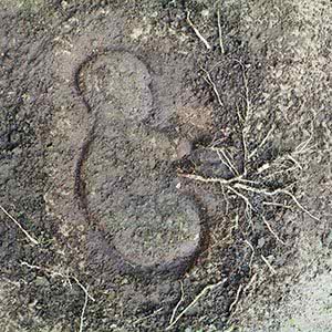 Umbilical cord