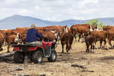 Farmer on a quad bike rounding up cattle