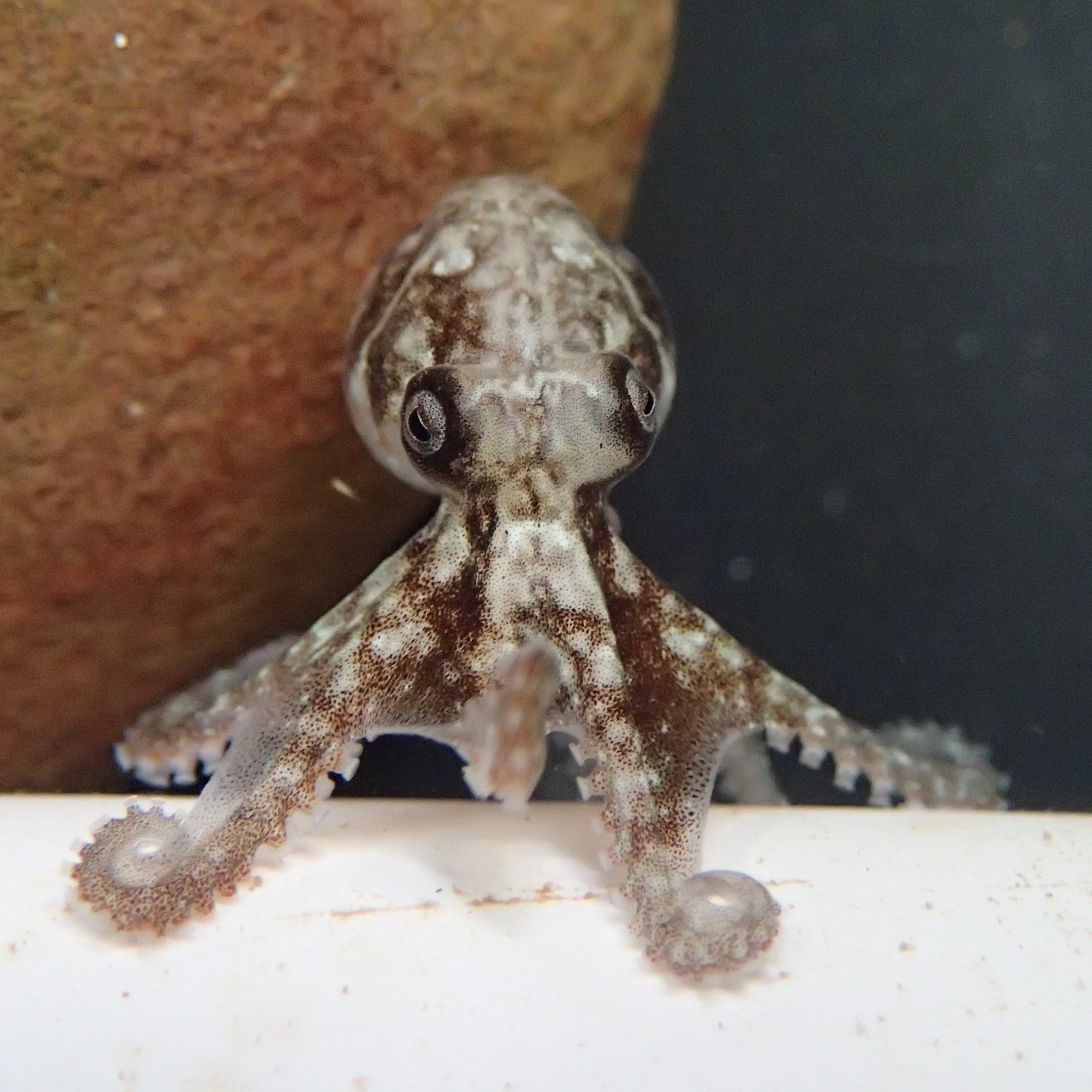 Octopus berrima_500x500.JPG