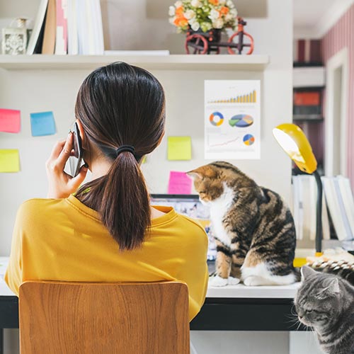 work-from-young woman working from home with a cat on her lap.jpg
