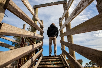 Farmer standing in cattle yards