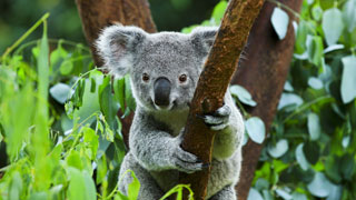 A koala