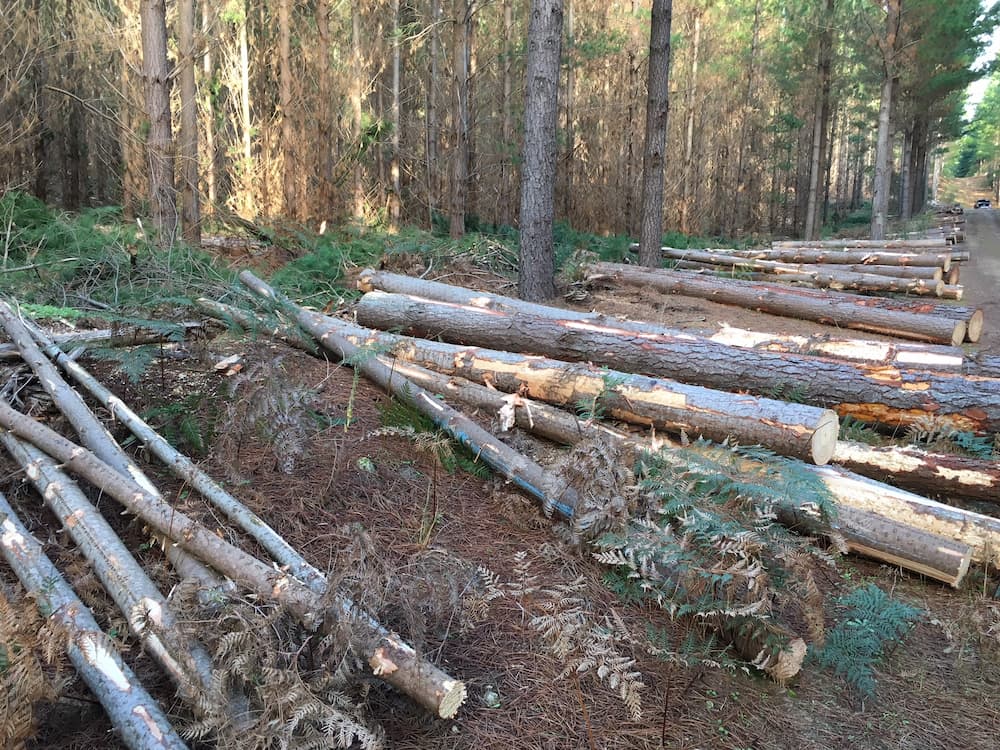 felled logs