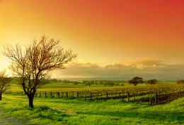 Barossa Valley landscape