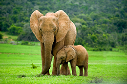 elephants