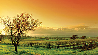 Barossa Valley