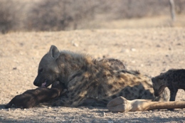 spotted hyenas, images courtesy Katrina Phelps