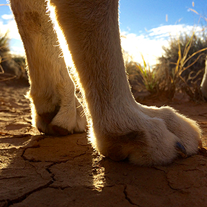 Come walk with me in red dirt