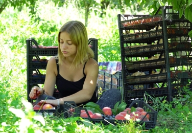 girl picking peaches in the country