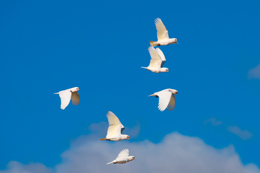 Little Corellas flying a group