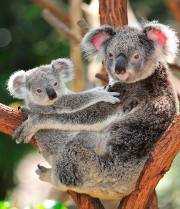 Koalas_iStock_000020973636