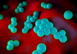 superbug