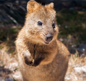 An Australian Quokka photo courtesy of DEWNR