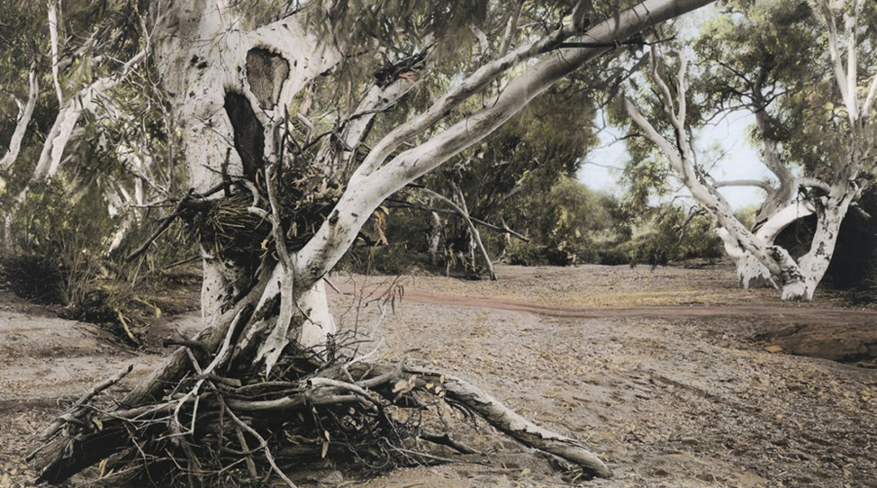 : Scar tree, Fowler's Creek (2011) by Nici Cumpston