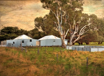 Australian sheep farm