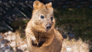 A quokka