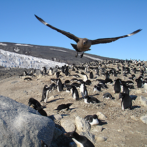 Circle of Antarctic life