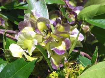 Flowers of the dodonaea polyandra or Hop Bush