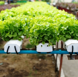 Lettuces growing in a hydroponic greenhouse 