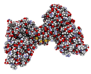 Dystrophin muscle protein domain (N-terminal actin binding domain). Defects cause Duchenne muscular dystrophy.