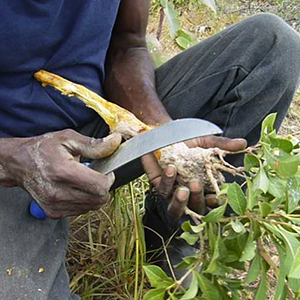 Indigenous medicines.jpg