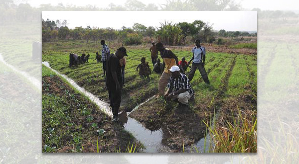 crouching in the white cap, measuring the flow of water in the furrow supplying water for irrigation