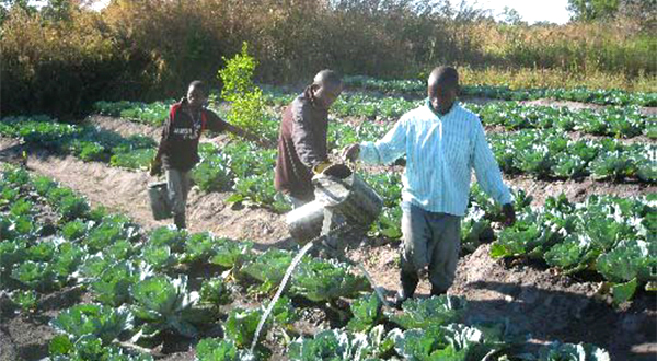 Cabbage production is a part of major farming among the youth utilising water