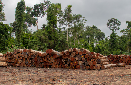 stored logs