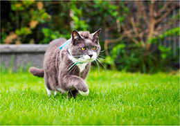 Cat tracker on cat