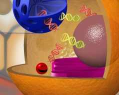 Illustration of nancapsules releasing cancer fighting genes into cancers cells
