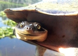 freshwater turtle