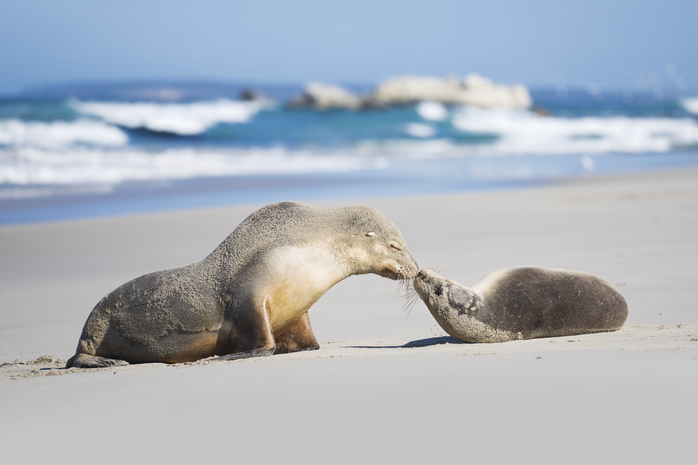 Seal Bay, Kangaroo Island