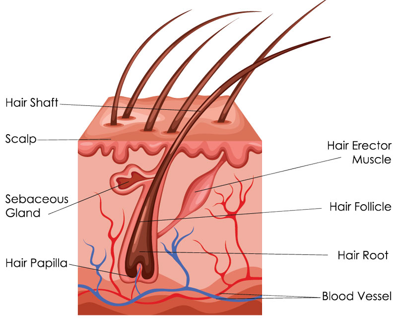 HairDiagram_shutterstock_645657787.jpg