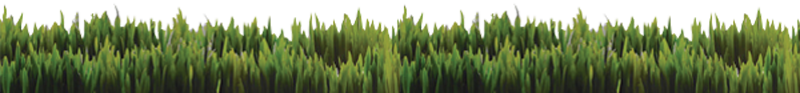 Grass