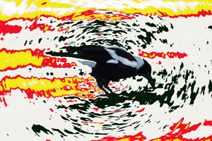 artwork Phillip Miller, magpie