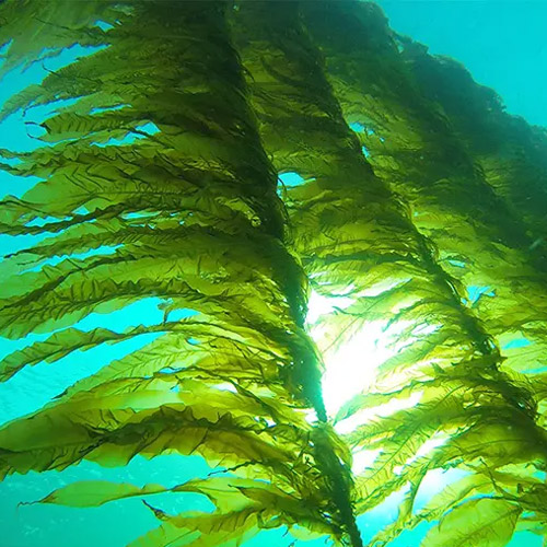 Seaweed