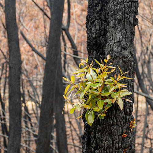 bushfire recovery 