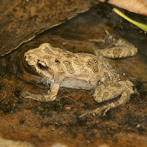 Common Eastern Froglet