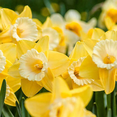 Newswise: daffodil-unsplash_web.jpg