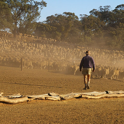 farmer moving sheep - web - shutterstock_22387921.jpg