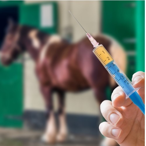 Horse vaccine.jpg