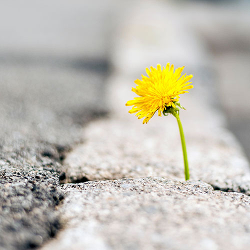 dandelion breaking through concrete