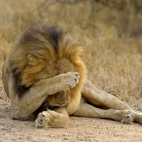 lion_brighter - shutterstock_414566236_web.jpg