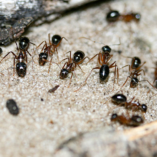 Newswise: Sugar Ants’ Preference for Pee May Reduce Greenhouse Gas Emissions