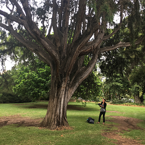 Student studying a tree