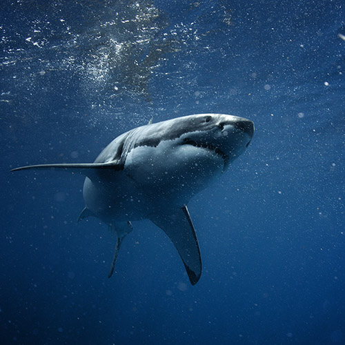 Shark attacks: How safe are you in the water?