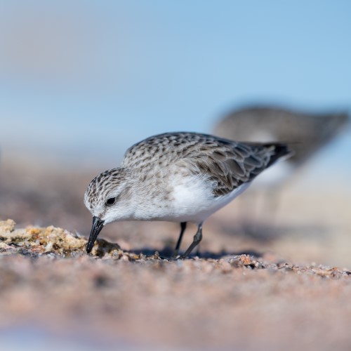 Red-necked stint_500x500.jpg