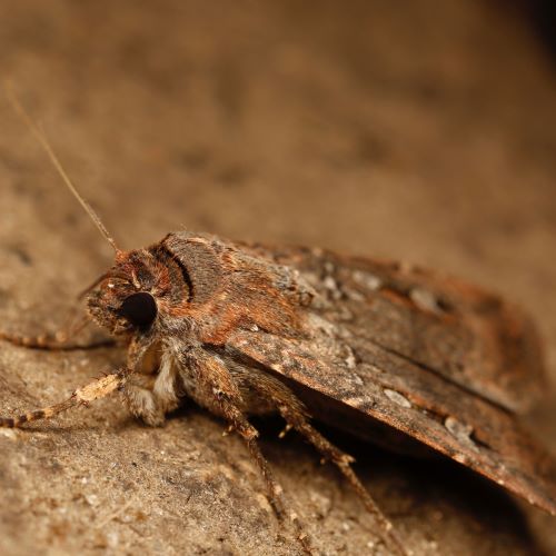Bogong moth
