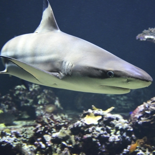 shark.jpg